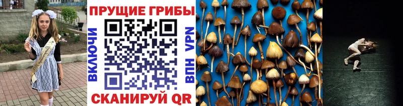 Галлюциногенные грибы Psilocybine cubensis  Новодвинск 